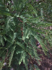 Prosopis tamarugo