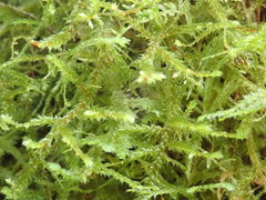 Antitrichia curtipendula