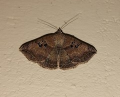 Blasticorhinus