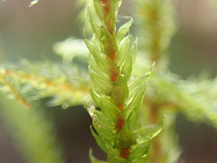 Antitrichia curtipendula