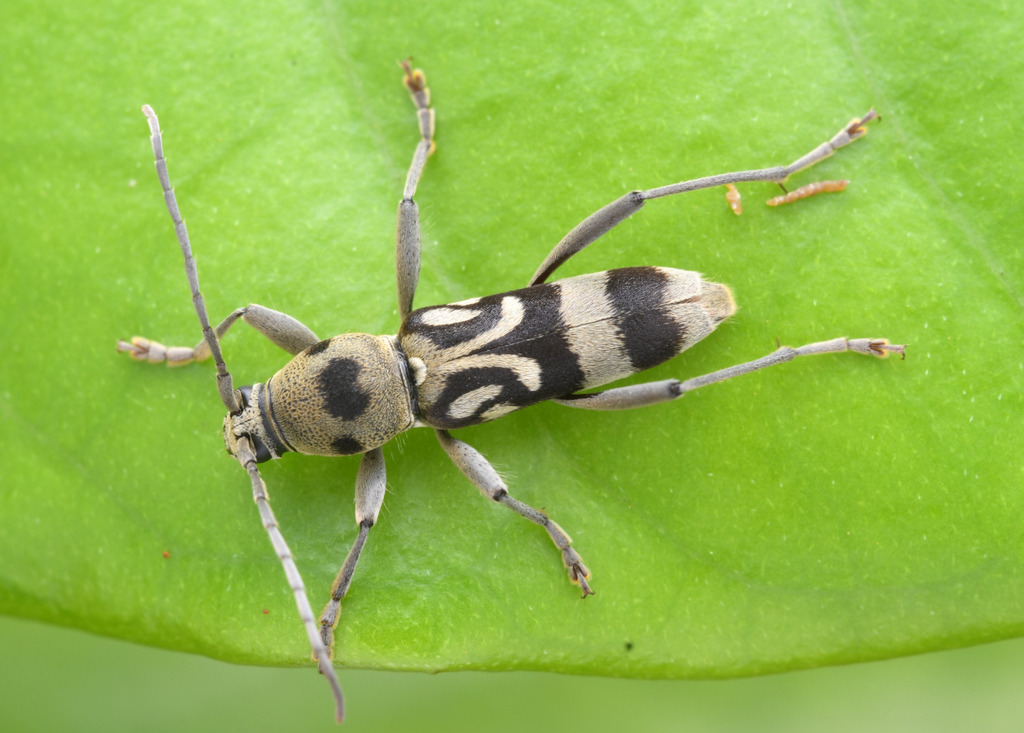 Chlorophorus macaumensis