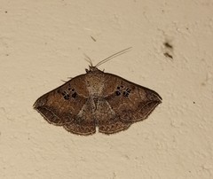 Blasticorhinus
