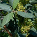 Hoary Coffeeberry - Photo (c) 2011 Barry Breckling, some rights reserved (CC BY-NC-SA)