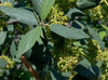 Hoary Coffeeberry - Photo (c) 2011 Barry Breckling, some rights reserved (CC BY-NC-SA)