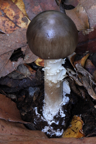 Latin American Death Cap