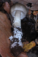 Amanita arocheae