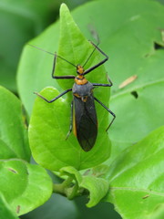 Repipta fuscipes