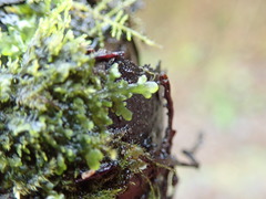Riccardia chamedryfolia