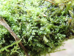 Chiloscyphus polyanthos