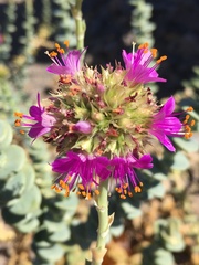 Cistanthe celosioides