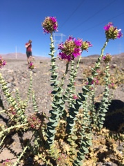 Cistanthe celosioides