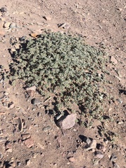 Tiquilia atacamensis
