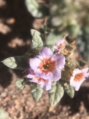 Tiquilia atacamensis