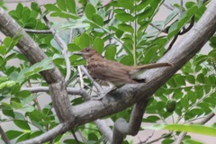 Turdus maranonicus