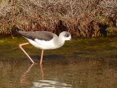 Himantopus himantopus