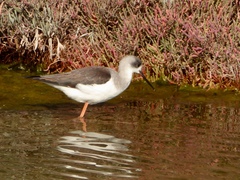 Himantopus himantopus