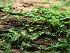 Chiloscyphus polyanthos