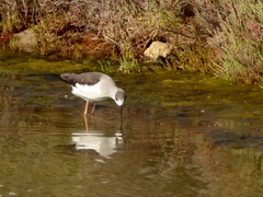 Himantopus himantopus