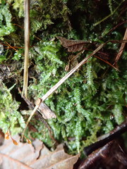 Plagiothecium denticulatum