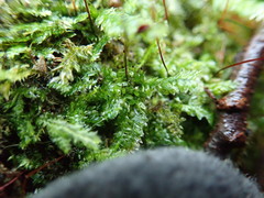 Plagiothecium denticulatum
