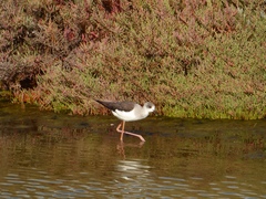 Himantopus himantopus