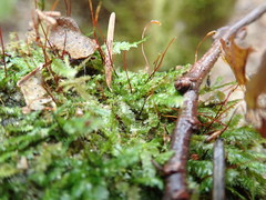 Plagiothecium denticulatum