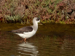 Himantopus himantopus