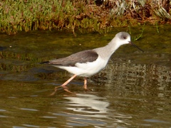 Himantopus himantopus