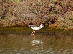 Himantopus himantopus