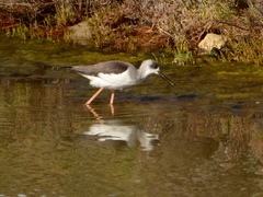 Himantopus himantopus