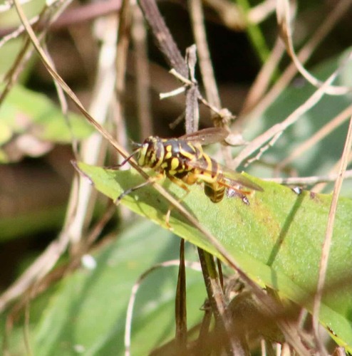 Unknown species found near Benton County, AR, USA