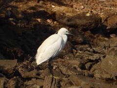 Egretta garzetta