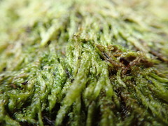 Hygrohypnella ochracea