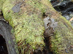 Hygrohypnella ochracea