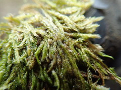 Hygrohypnella ochracea