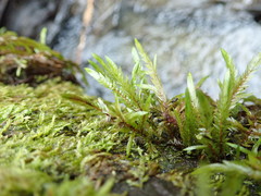 Fontinalis neomexicana