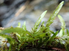 Fontinalis neomexicana