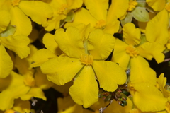 Hibbertia lineata