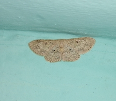 Perixera illepidaria