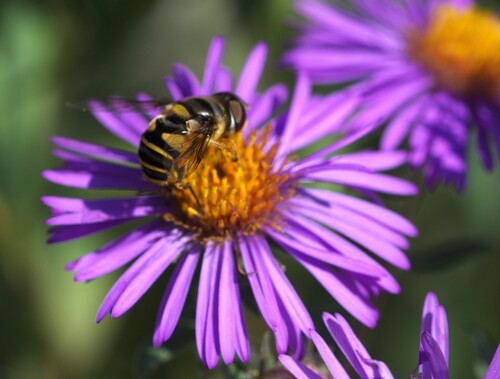 Unknown species found near Faribault County, MN, USA