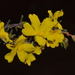 Hibbertia lineata - Photo (c) Tim Hammer,  זכויות יוצרים חלקיות (CC BY), הועלה על ידי Tim Hammer