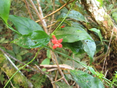 Manettia reclinata