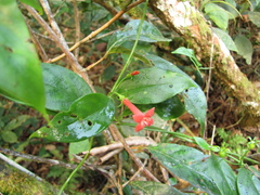Manettia reclinata