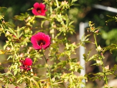 Hibiscus radiatus