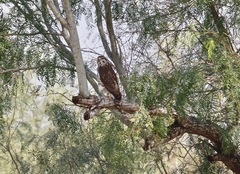 Buteo plagiatus