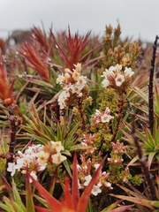 Epacris serpyllifolia