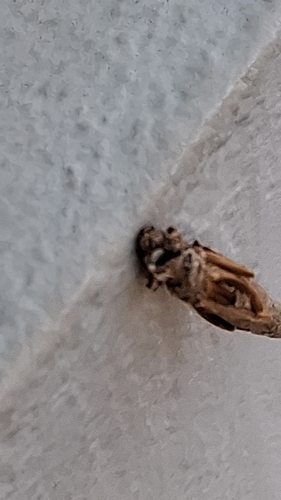 Cynomastix rhothodoxa