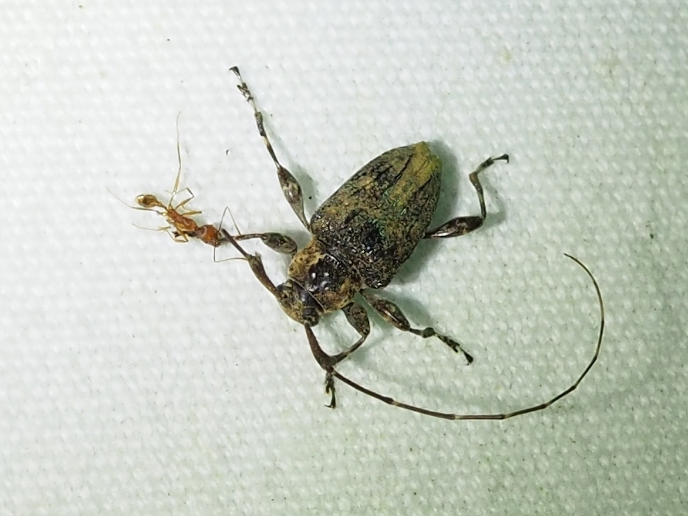 Leptostylus corpulentus