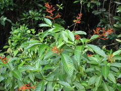 Palicourea crocea