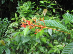 Palicourea crocea